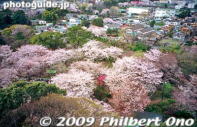 Keywords: kanagawa odawara castle cherry blossoms sakura
