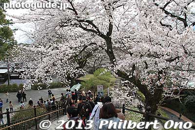 Steps going down from the castle tower.
Keywords: kanagawa odawara castle cherry blossoms sakura flowers