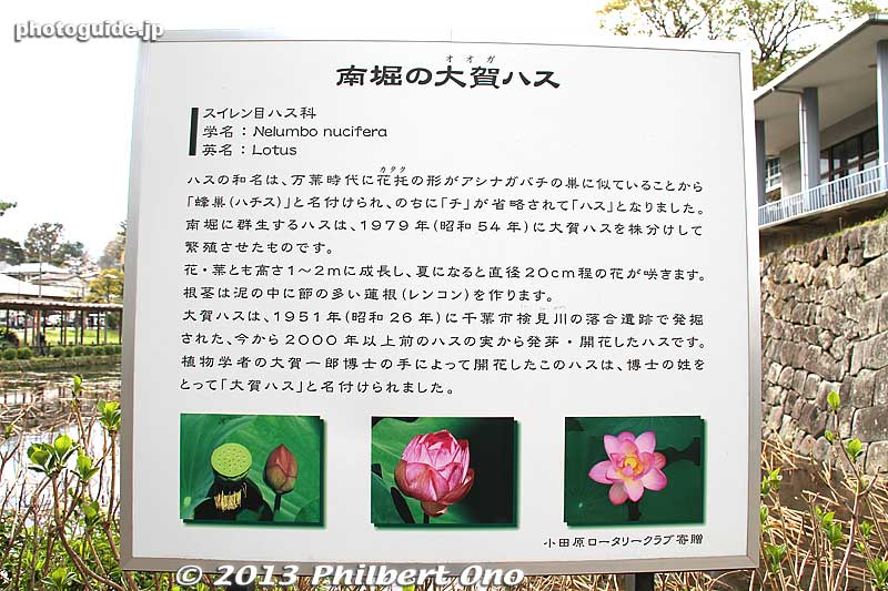 About lotus species here.
Keywords: kanagawa odawara castle cherry blossoms sakura flowers