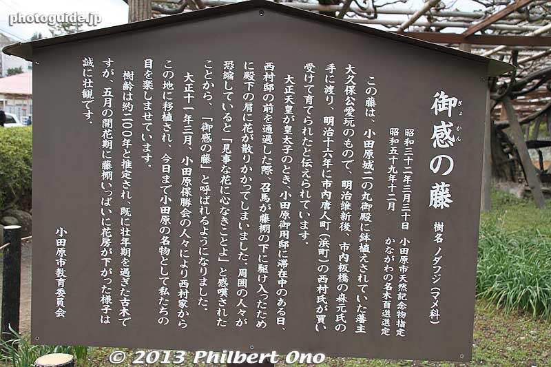 About the wisteria
Keywords: kanagawa odawara castle cherry blossoms sakura flowers