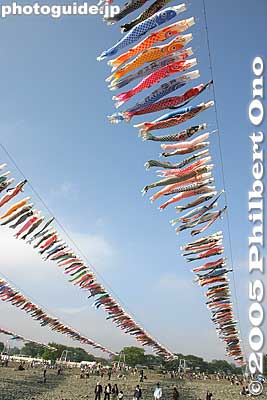 The cable length is 250 meters and 13mmm thick. There are about 1,200 carp streamers. They are reused every year and donated by local families. (I also noticed a few advertising carps.)
Keywords: kanagawa, sagamihara, koinobori, matsuri, festival, koi-nobori, children's day, carp streamers
