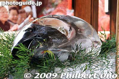 Big tuna fish as an offering.
Keywords: kyoto toka ebisu shrine jinja festival matsuri 