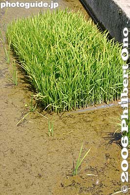 Keywords: kyoto prefecture kameoka rice paddy