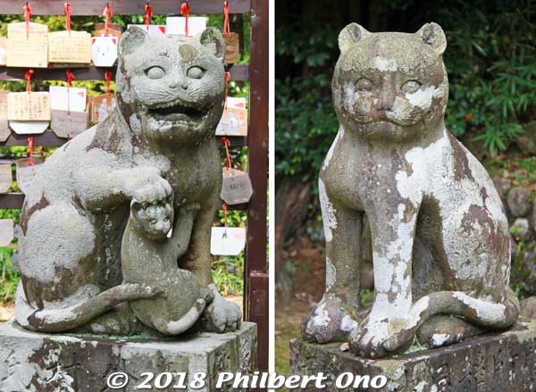 Kishima Shrine has koma-neko cat guardians because silk farmers in the 19th century kept cats to protect their precious silkworms and cocoons from rats. Rats were a major problem for the silk industry.
They ate the silk cocoons and worms. So cats saved the local silk industry.

The left cat is the mother (holding a kitten), and right cat is the father. Also respectively "A" and "un."

These koma-neko cat guardian statues were donated in 1832 by silk merchants and wholesalers such as the Tonomura family (外村家一族、岩滝のちりめん問屋、山家屋の小室利七) who were textile merchants from Higashi-Omi (Gokasho), Shiga Prefecture.狛猫
Keywords: kyoto kyotango Kotohira Konpira Shinto shrine koma-neko cat guardians japansculpture japanshrine