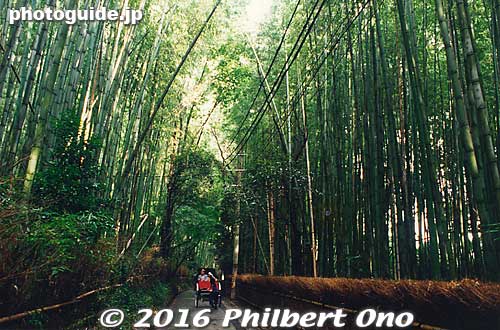 Arashiyama's famous bamboo grove.
Keywords: kyoto arashiyama