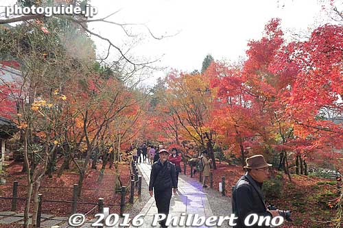 This path of maples would be redder a several days earlier. Path to Miei-do Hall.
Keywords: kyoto eikando buddhist temple jodo-shu autumn foliage leaves fall maples