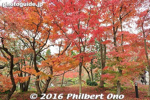 Even the shape and placement of the trees are so artistic.
Keywords: kyoto eikando buddhist temple jodo-shu autumn foliage leaves fall maples