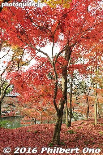 Whoever landscaped or designed the temple grounds was an artistic genius.
Keywords: kyoto eikando buddhist temple jodo-shu autumn foliage leaves fall maples