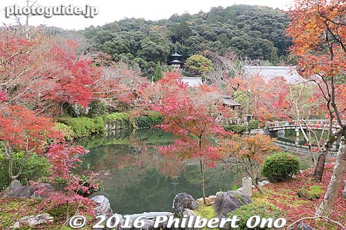 Hojo-ike Pond. Notice the two-story pagoda (Tahoto) in the distance.
Keywords: kyoto eikando buddhist temple jodo-shu autumn foliage leaves fall maples
