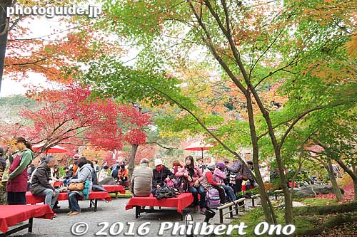 JPN Cafe
Keywords: kyoto eikando buddhist temple jodo-shu autumn foliage leaves fall maples