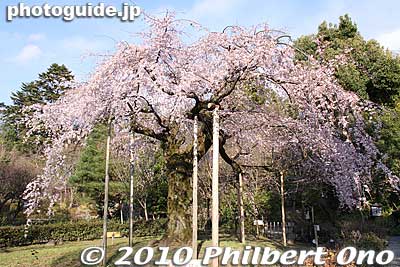 Directly behind Yasaka Shrine is Maruyama Park which has a few cherry trees. 円山公園
Keywords: kyoto shrine 