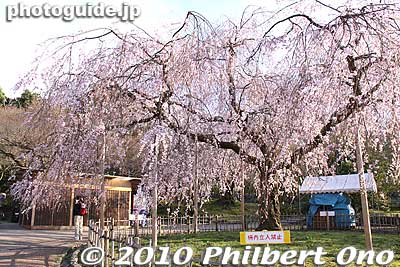 Sakura in Maruyama Park, Kyoto.
Keywords: kyoto shrine 