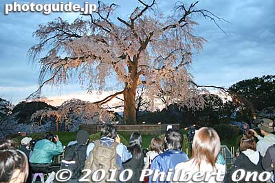 A large crowd gather around the tree when it is in bloom.
Keywords: kyoto sakura flowers cherry blossoms tree