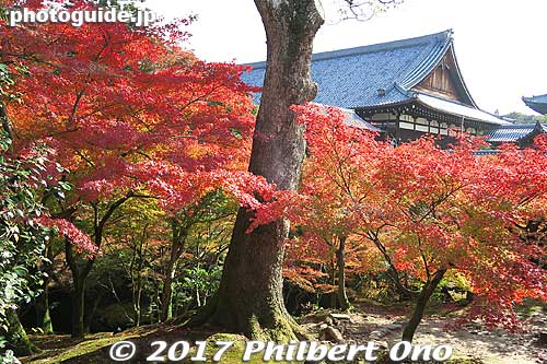 Tofukuji Temple, Kyoto
Keywords: kyoto higashiyama-ku tofukuji temple zen fall autumn foliage leaves maples japanaki