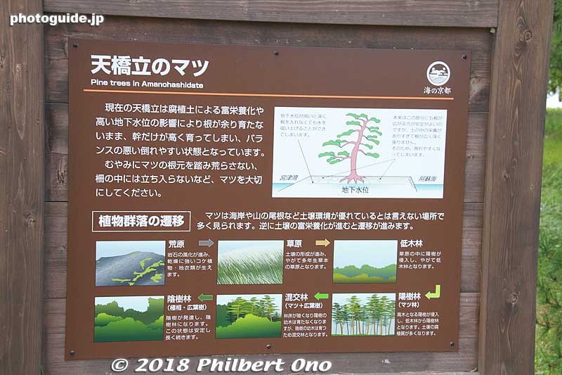 About Amanohashidate's pine trees.
Keywords: kyoto miyazu Amanohashidate