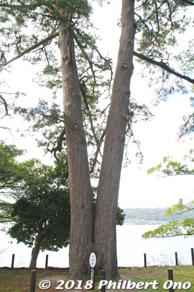 Wedded pine trees on Amanohashidate. (夫婦松) 
Keywords: kyoto miyazu Amanohashidate pine trees