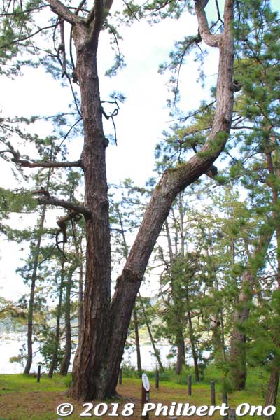 Looks like another wedded pair of pine trees, but it is named "Good Friends pine trees." なかよしの松
Keywords: kyoto miyazu Amanohashidate pine trees