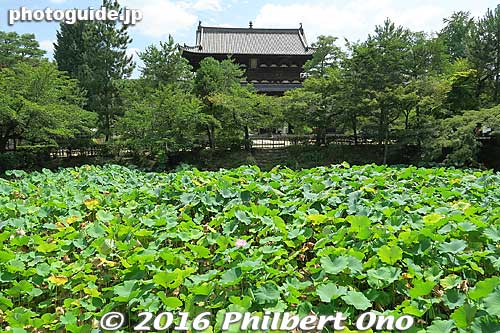 Lotus pond in front of Sanmon Gate. 放生池
Keywords: kyoto uji manpukuji mampukuji zen chinese buddhist temple