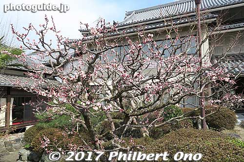 Plum blossoms.
Keywords: kyoto uji manpukuji mampukuji zen chinese buddhist temple