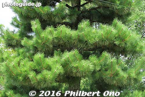 Pine tree
Keywords: kyoto uji
