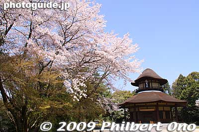 The Haisei-den was designed to look like Basho in travel clothing. The top roof resembles a hat, and the lower roof resembles his straw raincoat. Cherry blossoms were in bloom.
Keywords: mie iga-ueno matsuo basho childhood birthplace house haiku poet 