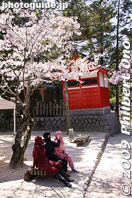 Ninjas under cherry blossoms.
Keywords: mie iga-ueno iga-ryu ninja house yashiki museum 