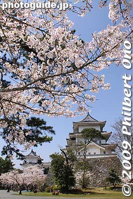 Keywords: mie iga-ueno castle cherry blossoms sakura 