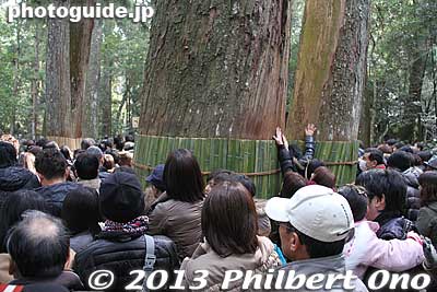 Bamboo strips protect the trees.
Keywords: mie ise jingu shrine shinto hatsumode new year&#039;s day shogatsu worshippers