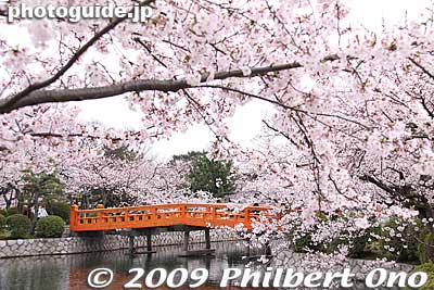 Kyuka Park cherry blossoms in Kuwana, Mie.
Keywords: mie kuwana kyuka park cherry blossoms castle sakura moat