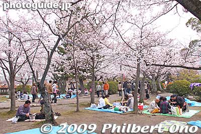 These blossoms were 1 or 2 days before reaching full bloom in early April.
Keywords: mie kuwana kyuka park cherry blossoms castle sakura moat