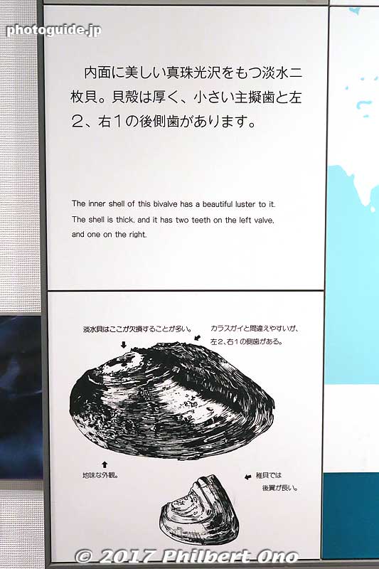 Lake Biwa pearl mussel (Hyriopsis schlegelii イケチョウガイ) endemic to Lake Biwa.
Keywords: mie toba Mikimoto Pearl Island museum