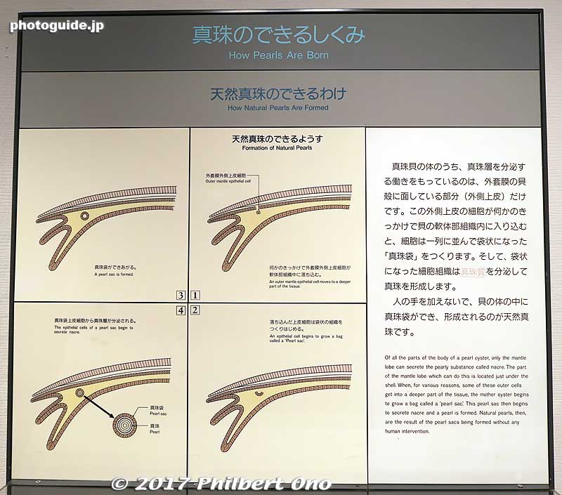 Formation of natural pearls.
Keywords: mie toba Mikimoto Pearl Island museum