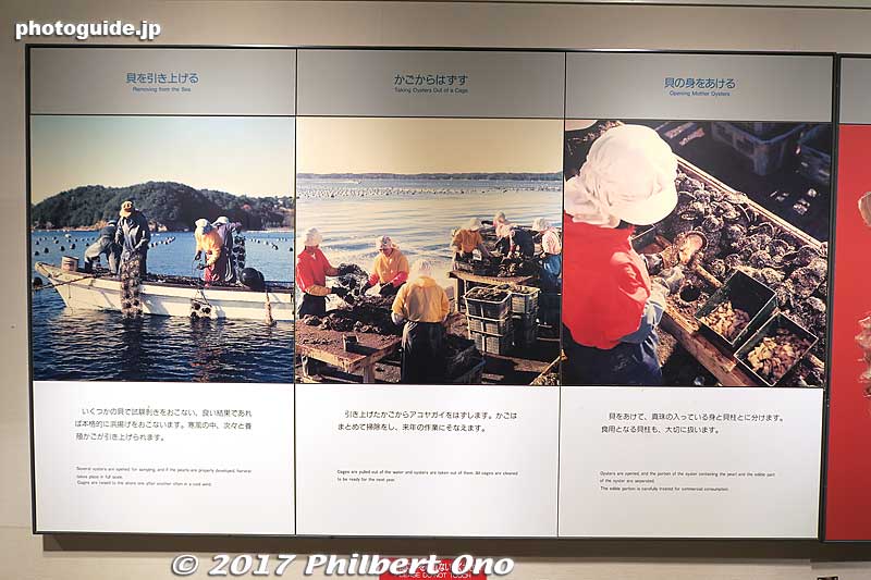 Harvesting
Keywords: mie toba Mikimoto Pearl Island museum