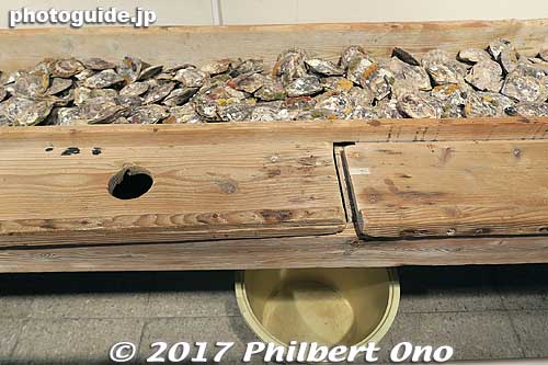 The oysters' innards embedded with pearls are taken out of the shell and dropped through a hole into a bucket below. 
Keywords: mie toba Mikimoto Pearl Island museum