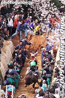 This horse was the most successful of the day. It made a clean leap in one try.
Keywords: mie toin-cho oyashiro matsuri festival ageuma horse inabe shrine 