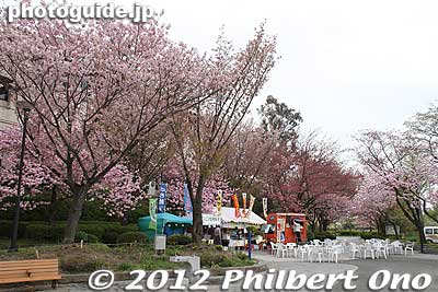 It's also possible to walk to the park from Sendai Station, about 20 min.
Keywords: miyagi Sendai Tsutsujigaoka Park weeping cherry blossoms trees sakura flowers