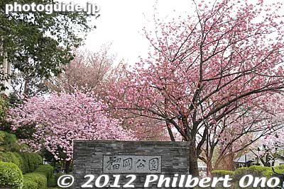 These photos were taken in early May 2012.
Keywords: miyagi Sendai Tsutsujigaoka Park weeping cherry blossoms trees sakura flowers