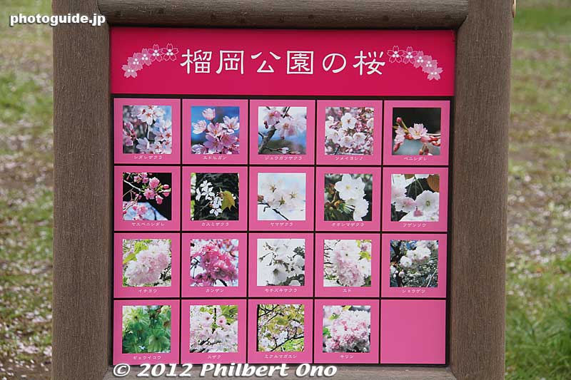 The varieties of cherry blossoms in the park.
Keywords: miyagi Sendai Tsutsujigaoka Park weeping cherry blossoms trees sakura flowers
