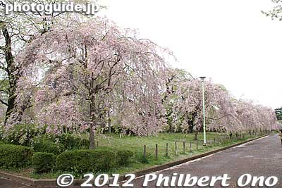 A nice long row of weeping cherry trees at Tsutsujigaoka Park, Sendai.
Keywords: miyagi Sendai Tsutsujigaoka Park weeping cherry blossoms trees sakura flowers