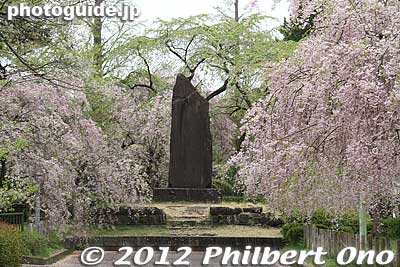Keywords: miyagi Sendai Tsutsujigaoka Park weeping cherry blossoms trees sakura flowers