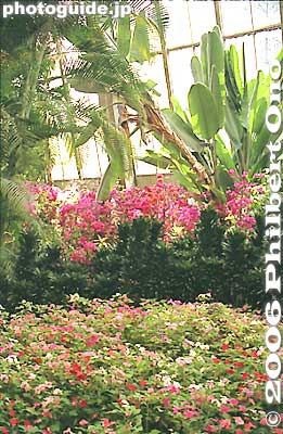 熱帯植物観賞大温室
Keywords: miyazaki aoshima tropical plant flower