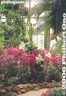 熱帯植物観賞大温室
Keywords: miyazaki aoshima tropical plant flower