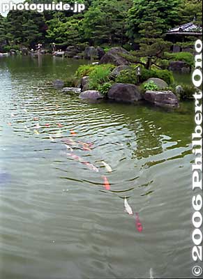 Colorful koi fish see me, and they come...
Keywords: miyazaki garden koi carp