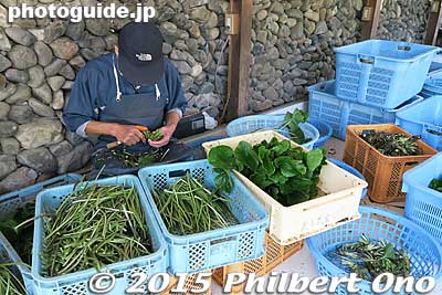 Processing wasabi plants, cutting off the leaves, etc.
Keywords: nagano azumino wasabi farm