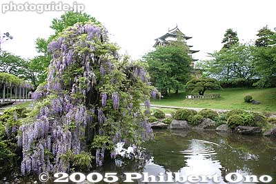 Keywords: nagano prefecture suwa takashima castle wisteria garden