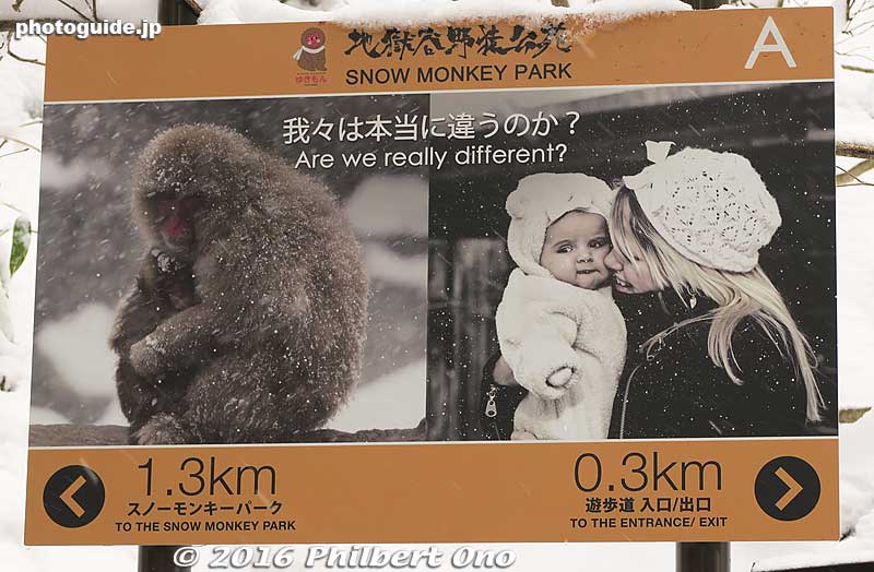 The trail also has these informative signs explaining about the monkeys. Also helpful to know how far you have walked and how much more to go.
Keywords: nagano yamanouchi-machi snow monkeys onsen hot spring jigokudani yaen park