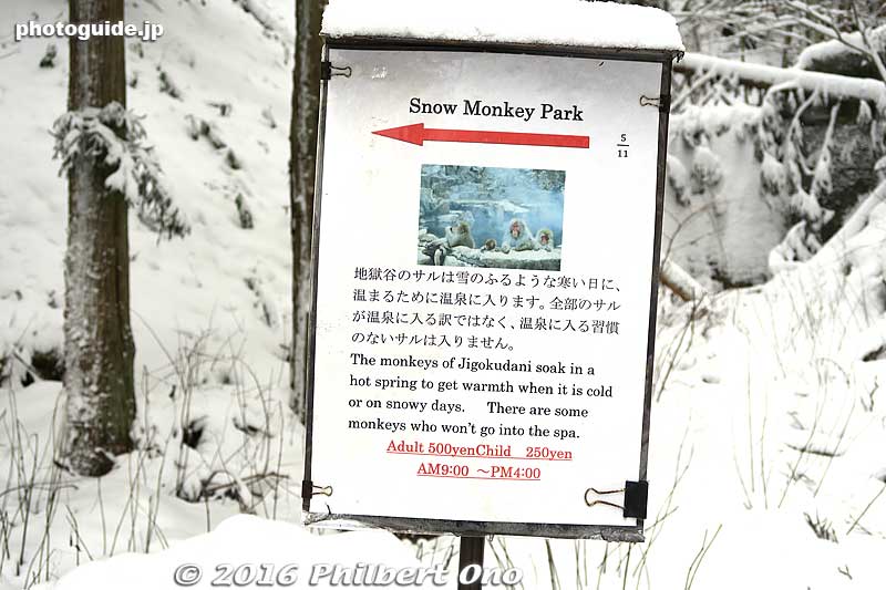 Keywords: nagano yamanouchi-machi snow monkeys onsen hot spring jigokudani yaen park