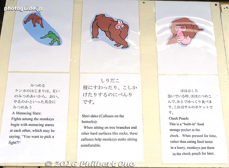 The hut has these informative sheets about the snow monkeys.
Keywords: nagano yamanouchi-machi snow monkeys onsen hot spring jigokudani yaen park
