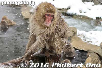 Baby monkey. From generation to generation, these monkeys develop and pass down their habit of bathing in this hot spring.
Keywords: nagano yamanouchi-machi snow monkeys onsen hot spring jigokudani yaen park japanwildlife
