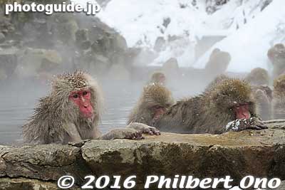 Keywords: nagano yamanouchi-machi snow monkeys onsen hot spring jigokudani yaen park =